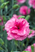 DIANTHUS SLAP AND TICKLE