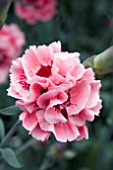 DIANTHUS SUGAR PLUM