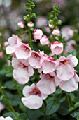 DIASCIA DIVARA BLUSH PINK