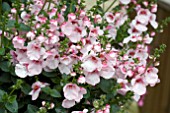 DIASCIA DIVARA BLUSH PINK