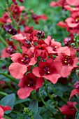 DIASCIA DIVARA SCARLET