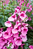 DIASCIA FLYING COLOURS CLASSIC ROSE