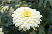 ARGYRANTHEMUM SUMMERLONG LEMON