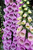 DIGITALIS EXCELSIOR HYBRID