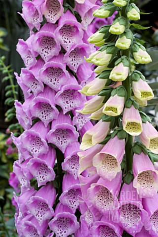 DIGITALIS_EXCELSIOR_HYBRID