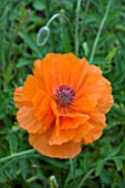 PAPAVER FIREBALL