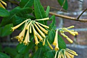 LONICERA JOHN CLATON