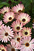 OSTEOSPERMUM PALERMO (SUNADORA SERIES)