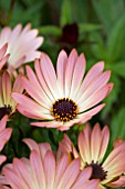 OSTEOSPERMUM PALERMO (SUNADORA SERIES)