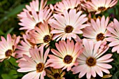 OSTEOSPERMUM PALERMO (SUNADORA SERIES)