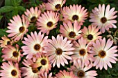 OSTEOSPERMUM PALERMO (SUNADORA SERIES)