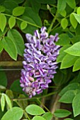 WISTERIA FRUTESCENS, LONGWOOD PURPLE