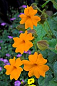 THUNBERGIA MANGO