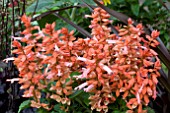 SALVIA PHOENIX LIGHT SALMON