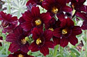 SALPIGLOSSIS ROYALE CHOCOLATE