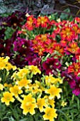 SALPIGLOSSIS ROYALE MIXED