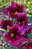 SALPIGLOSSIS ROYALE PURPLE BICOLOUR