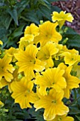 SALPIGLOSSIS ROYALE YELLOW