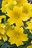 SALPIGLOSSIS ROYALE YELLOW