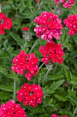 VERBENA EDITH EDDLEMAN