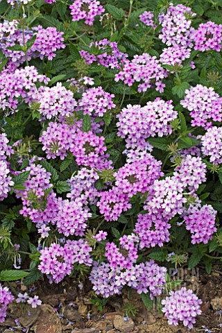 VERBENA_LA_FRANCE