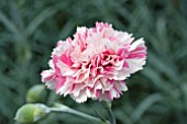 DIANTHUS BAILEYS CELEBRATION