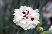 DIANTHUS BRIGHT EYES