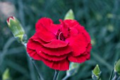 DIANTHUS CHERYL