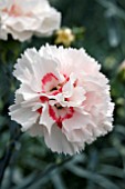 DIANTHUS DANCING QUEEN