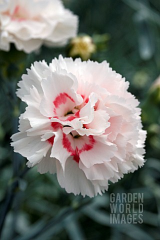 DIANTHUS_DANCING_QUEEN