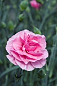 DIANTHUS DAWLISH JOY