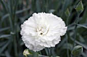 DIANTHUS DEVON DOVE