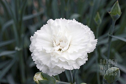 DIANTHUS_DEVON_DOVE