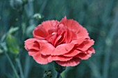 DIANTHUS DIANE