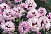 DIANTHUS FIZZY