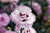 DIANTHUS FIZZY