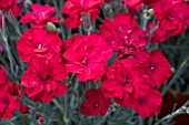 DIANTHUS FUSILIER