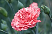 DIANTHUS HAYTOR ROCK