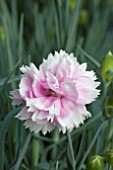 DIANTHUS ICED GEM