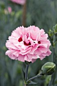 DIANTHUS MONICA WYATT