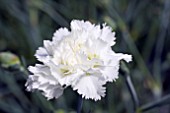 DIANTHUS MRS SINKINS