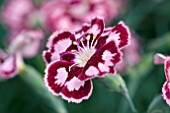 DIANTHUS MYSTIC STAR