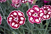 DIANTHUS MYSTIC STAR