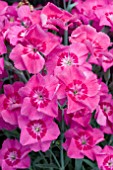 DIANTHUS PIXIE STAR