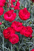 DIANTHUS REBEKAH