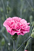 DIANTHUS ROSE MONICA