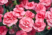 DIANTHUS ROSEBUD