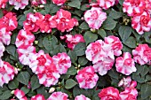 IMPATIENS FIESTA SPARKLER CHERRY