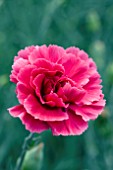 DIANTHUS RUBY