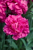 DIANTHUS SHERBET